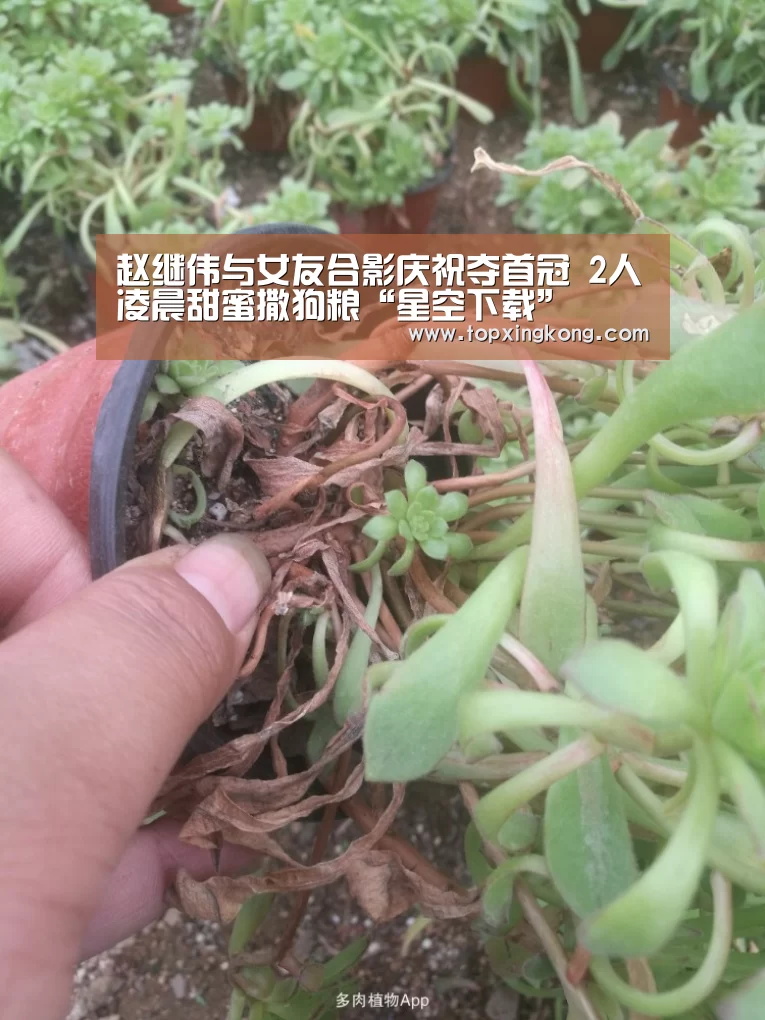 星空电竞